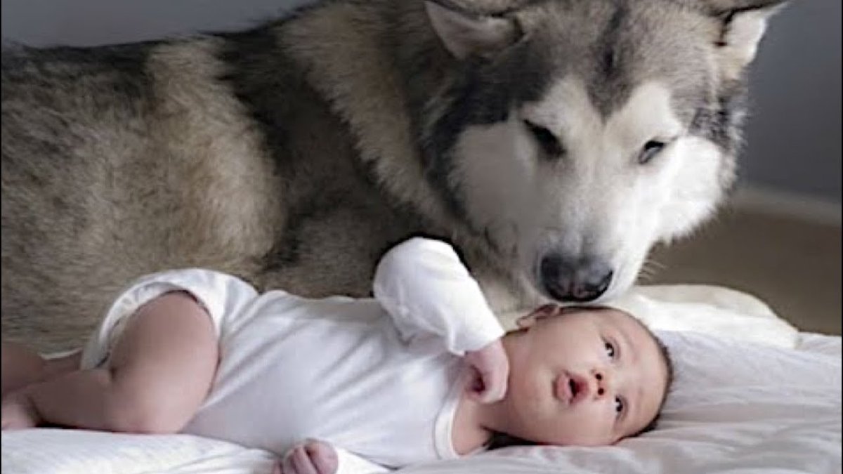 Офигенные розовые розы белые отсветка для хасок новорожденных нет