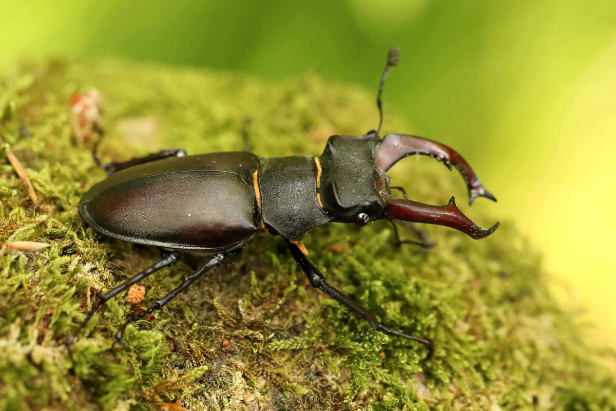 Черный Жук Шпанка