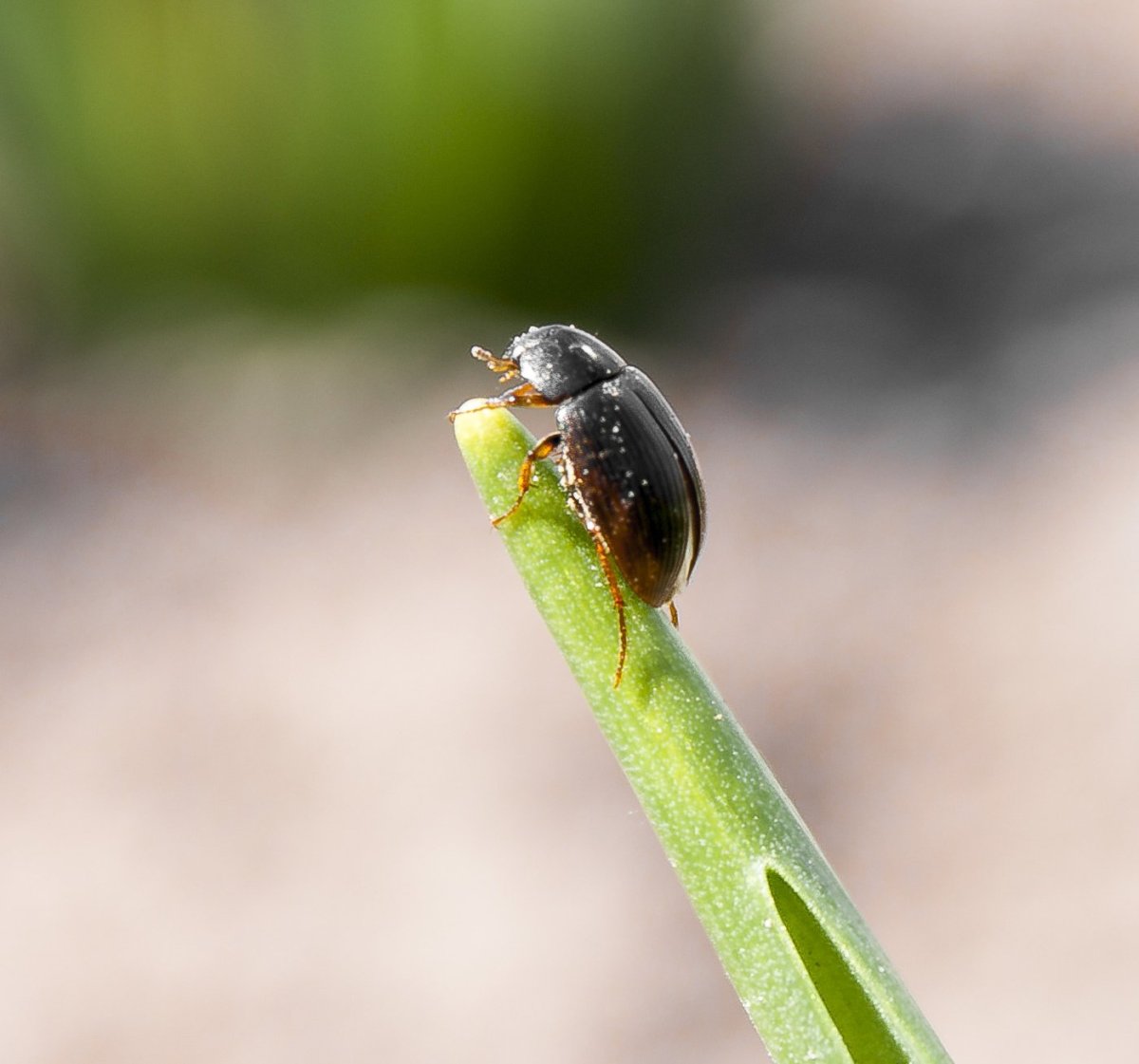 Жучок жучок блошачок