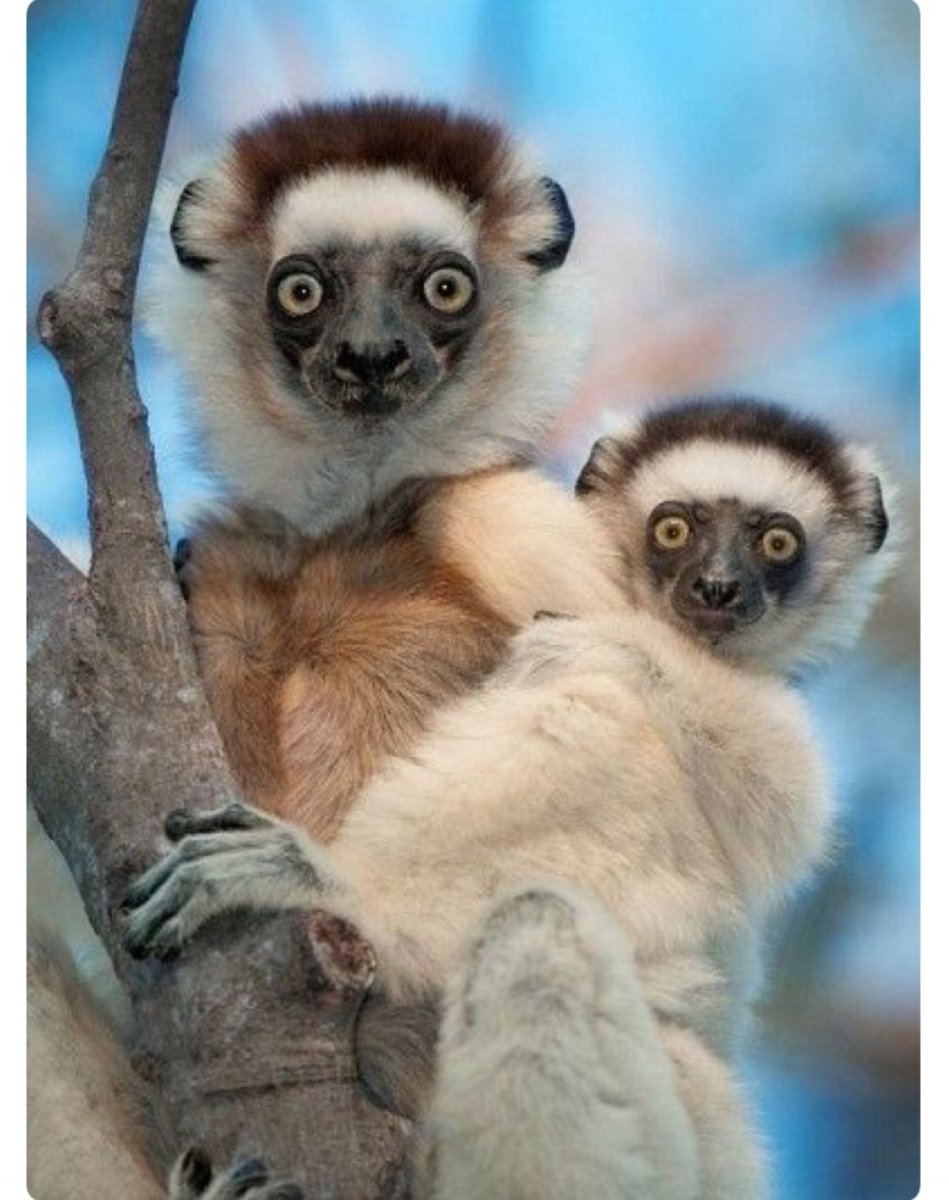 Волосатоухий лемур