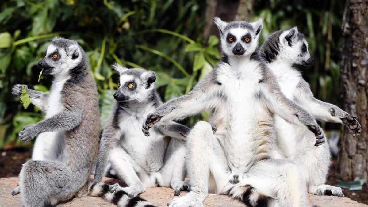 Остров лемуров Мадагаскар фильм 2014