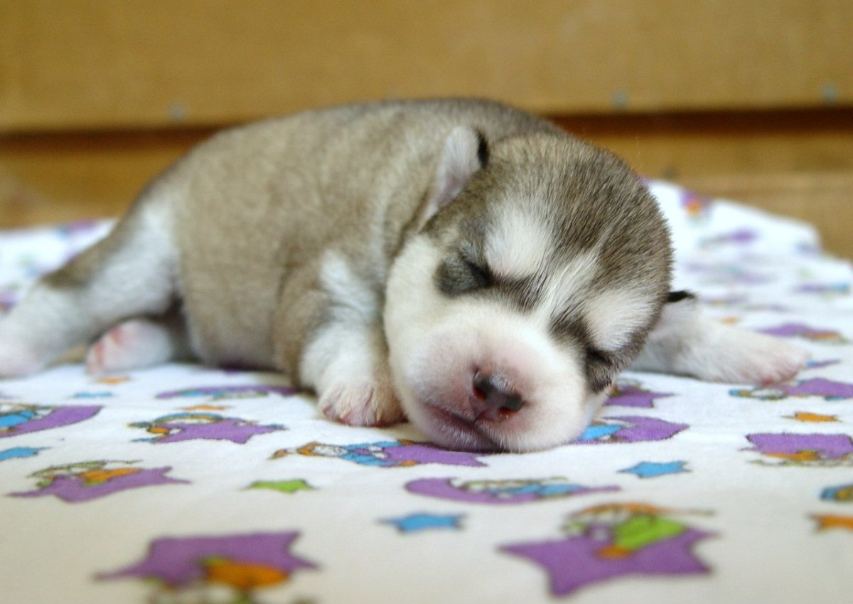 Сибирский хаски новорождённые щенки