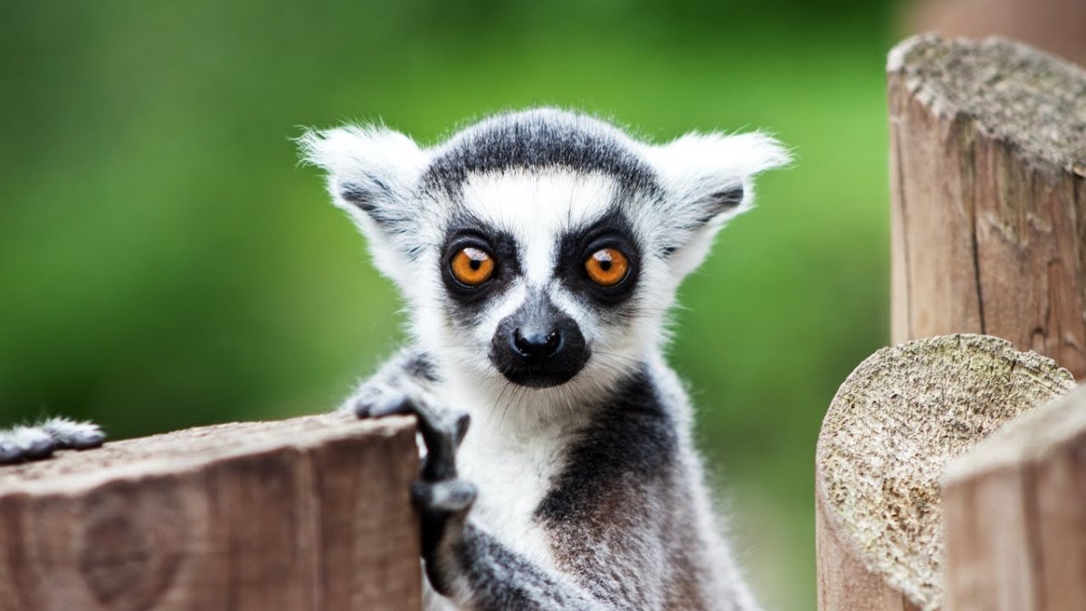 Лемур с красными глазами