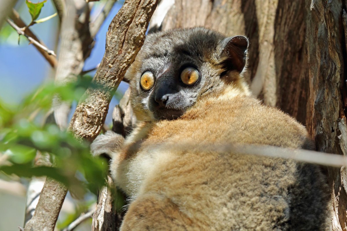Лемур из Мадагаскара фото