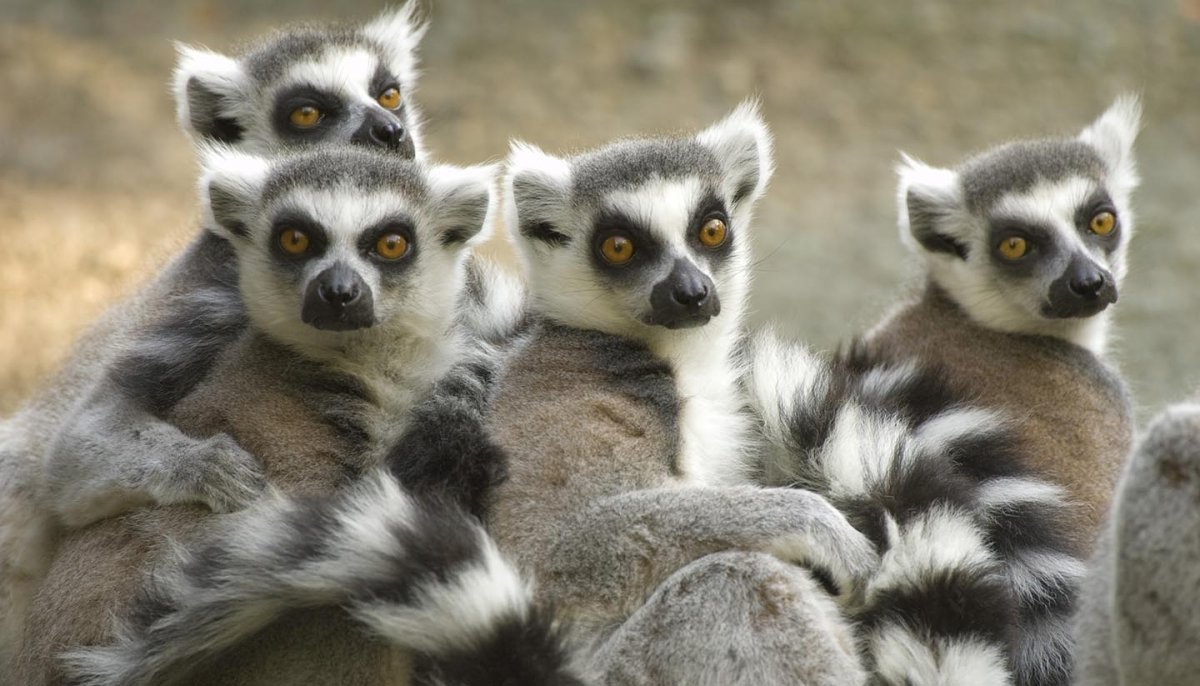 Кошачий лемур Мадагаскар