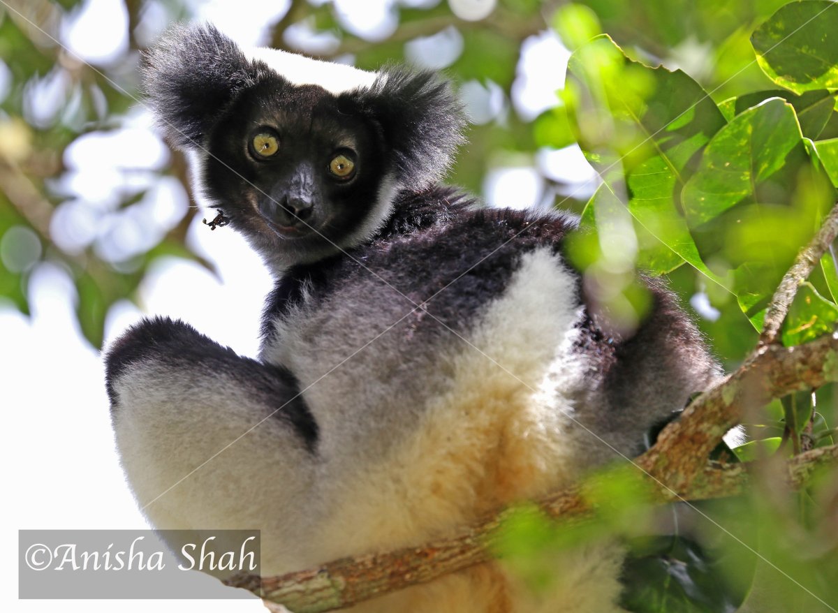Популяция лемуров