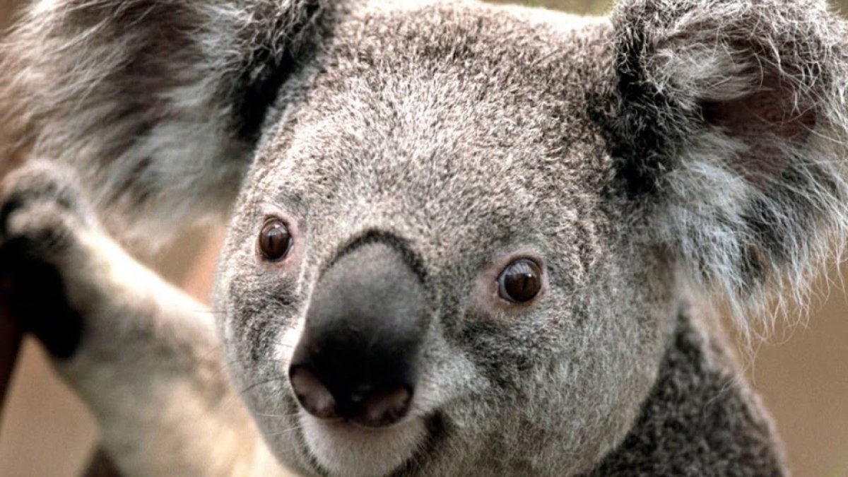 Кенгуру валлаби Беннета