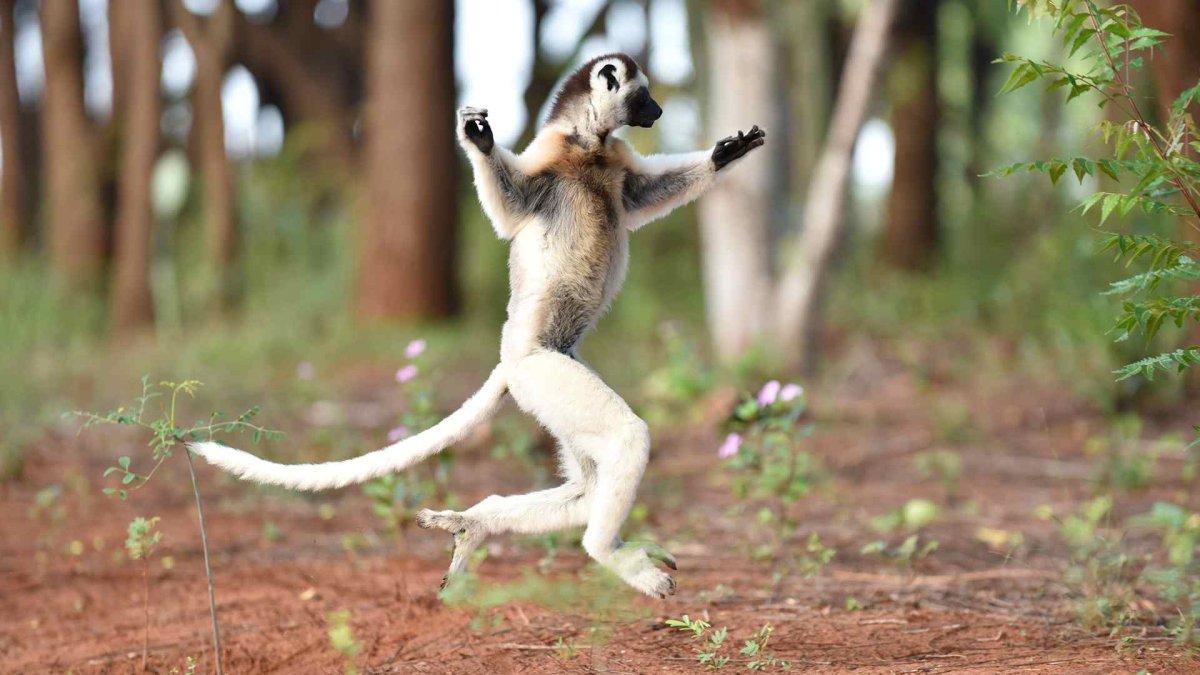 Мадагаскар Король Джулиан