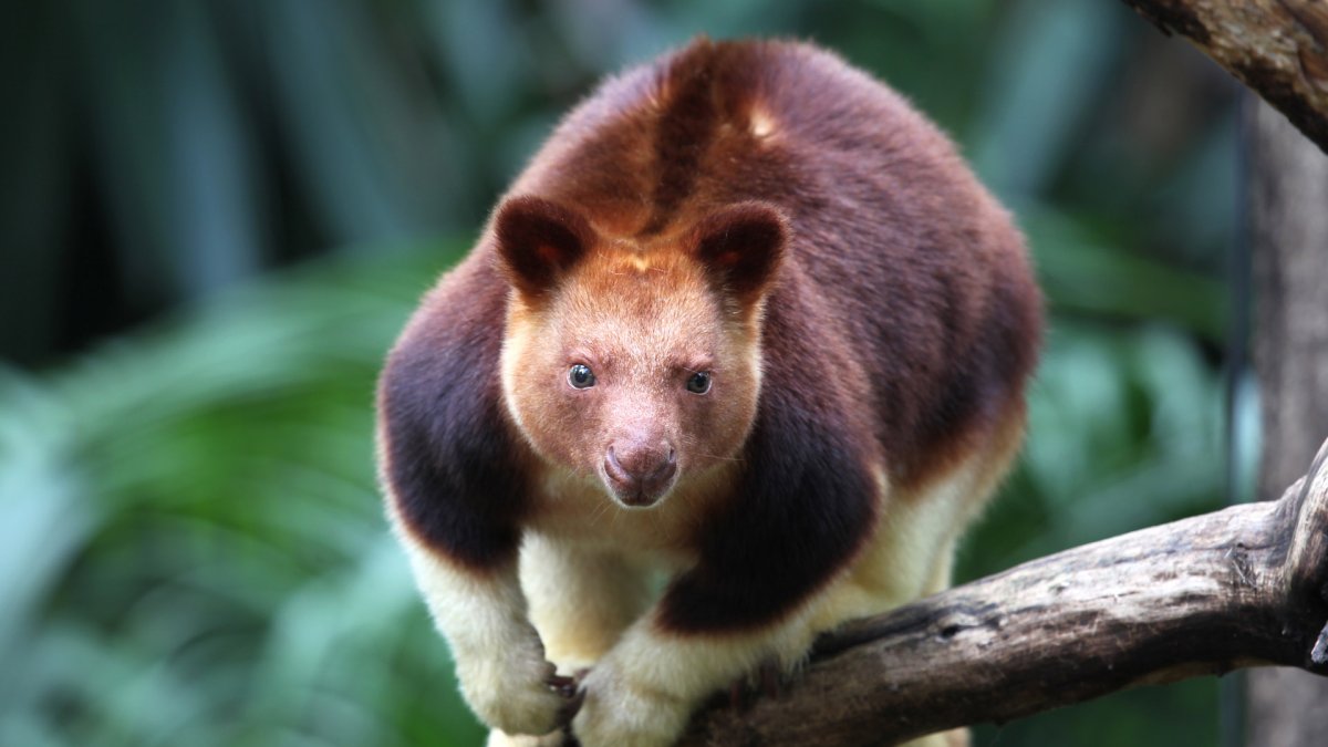 Древесный кенгуру Гудфеллоу