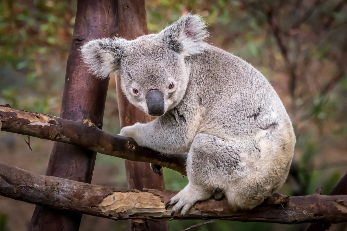 Уникальный животный мир Австралии