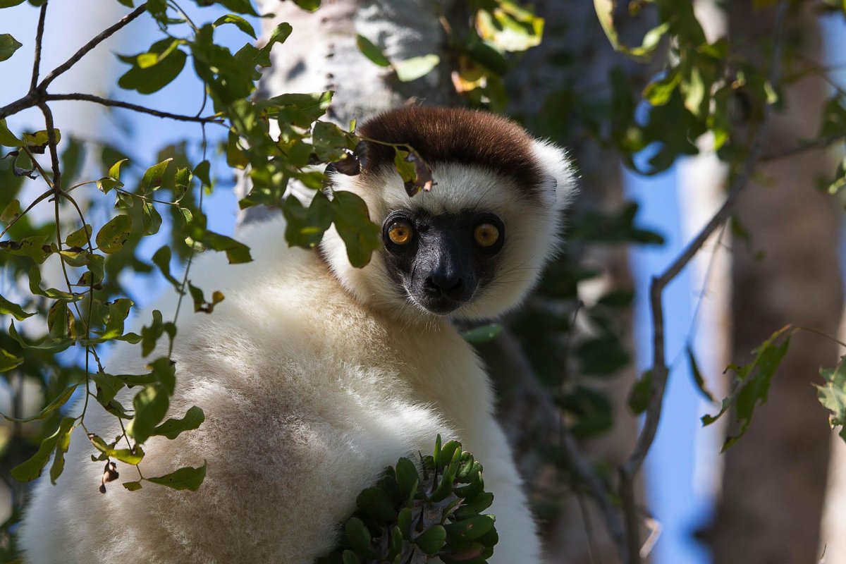 Джулиан Морис и Морт