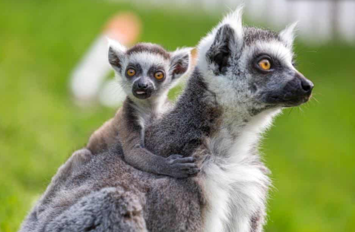 Лемур видео