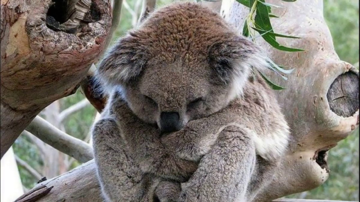 Уникальная фауна и Флора в Австралии