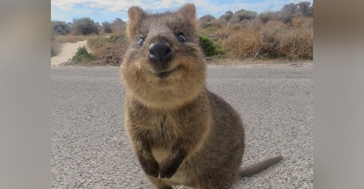 Квокка улыбается