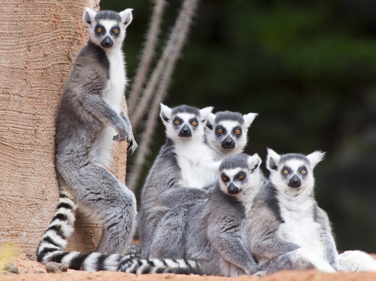 Остров лемуров Мадагаскар