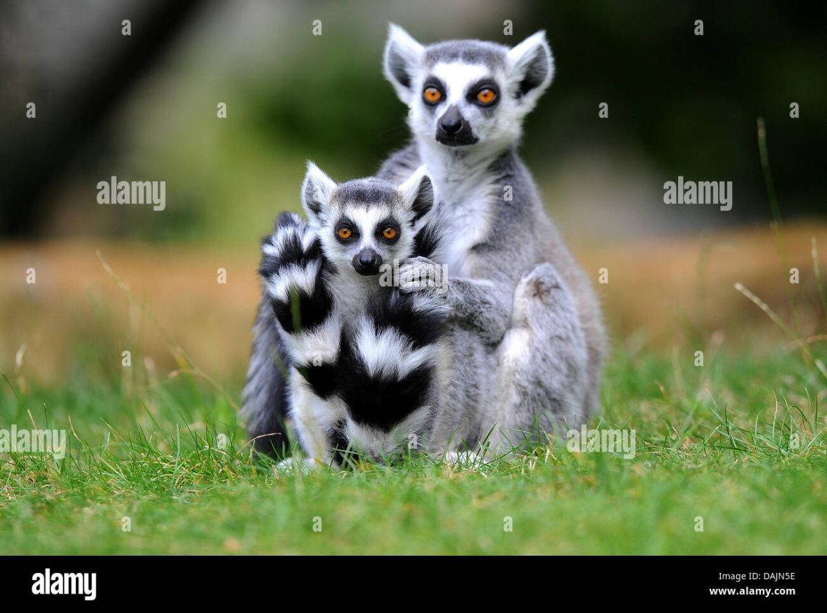 Парк лемуров Антананариву