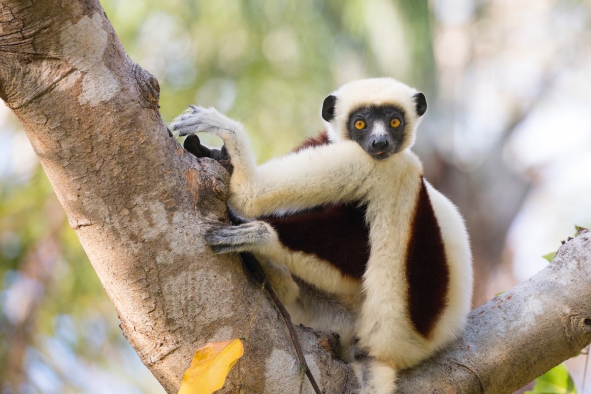 Лемур мадагаскар