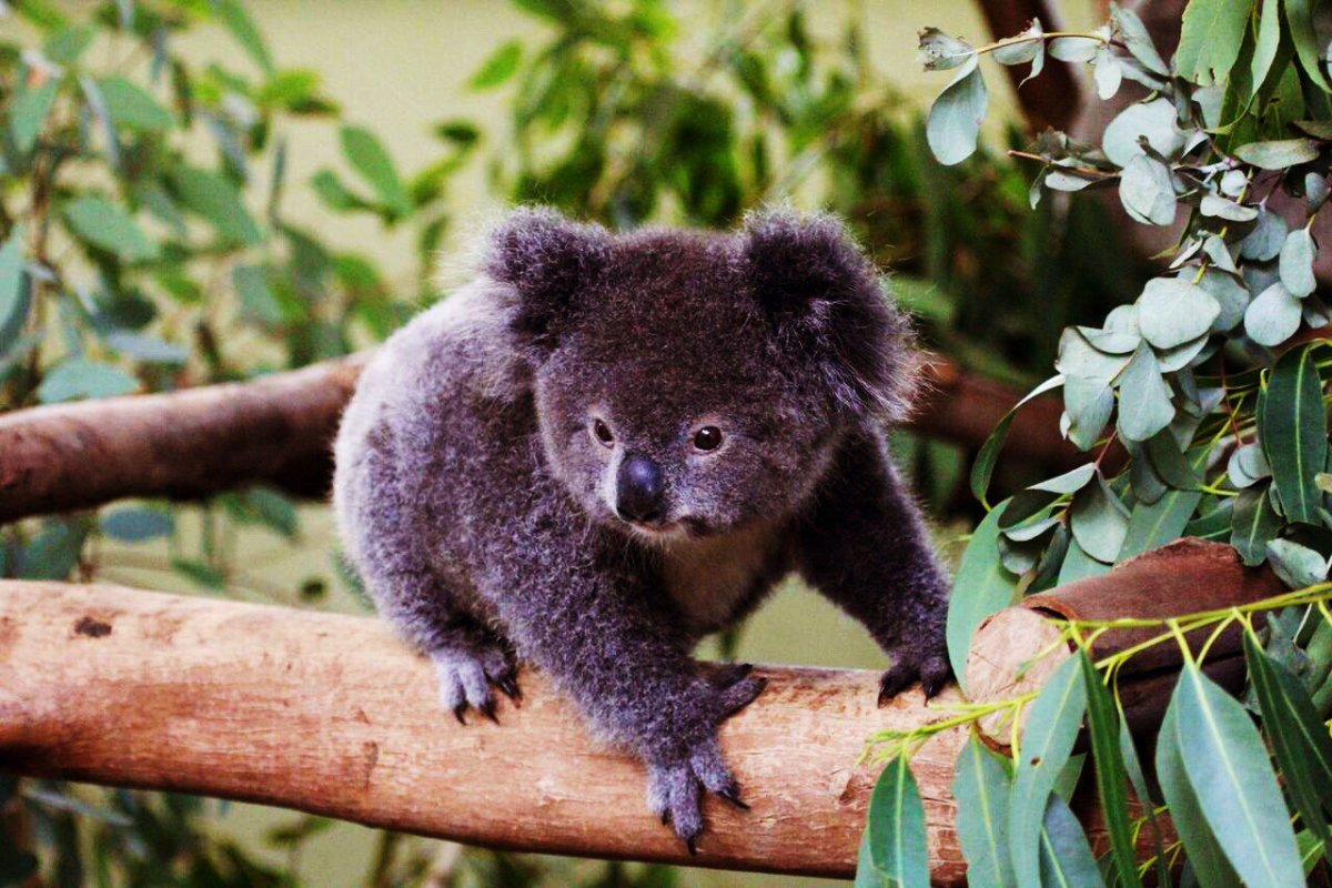 Коала с детенышем