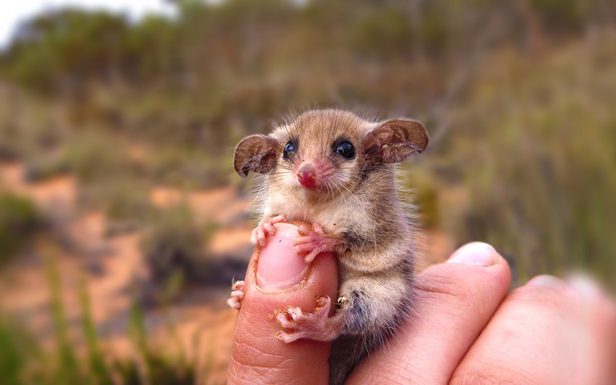 Карликовый поссум мило