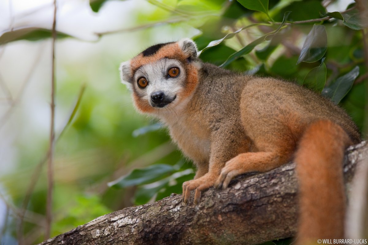 Король Джулиан и Морис и Морт