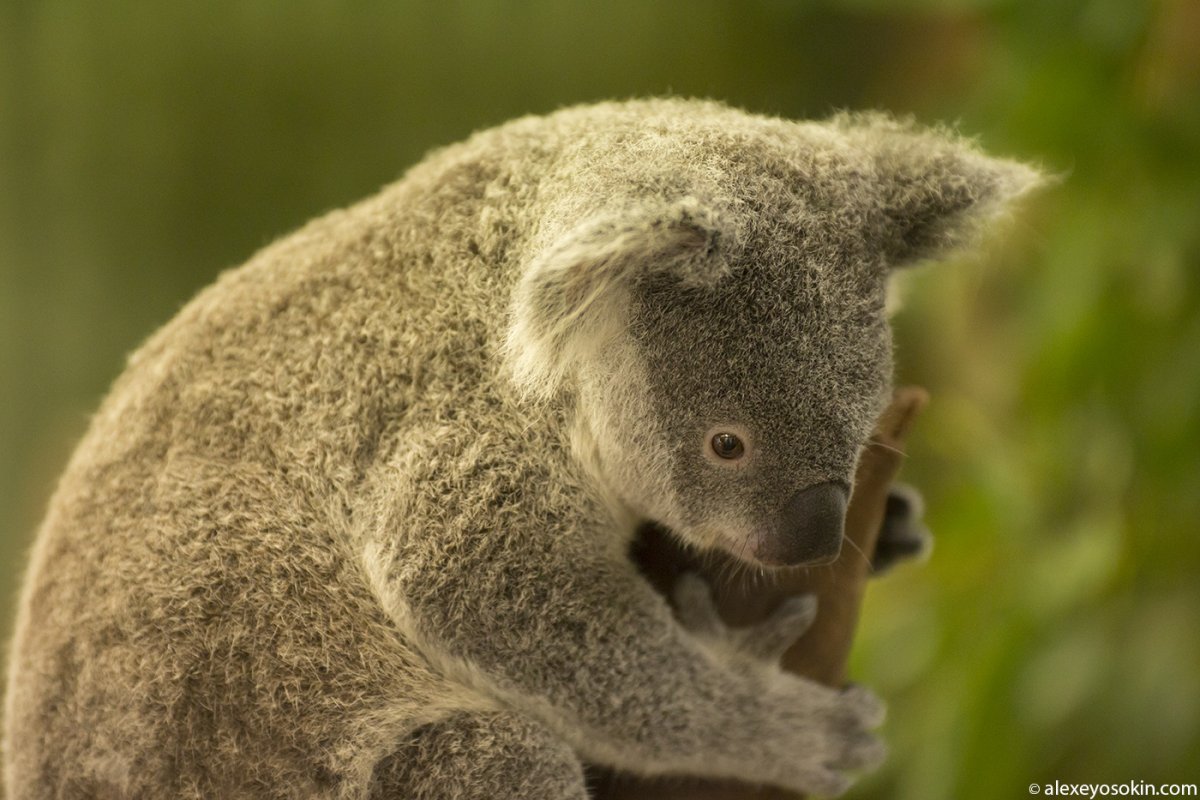 Древесный кенгуру валлаби