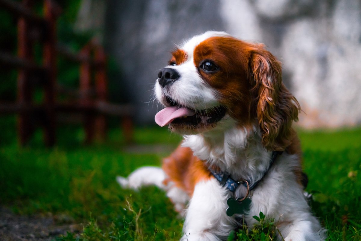 Кокер Чарльз Кинг спаниель