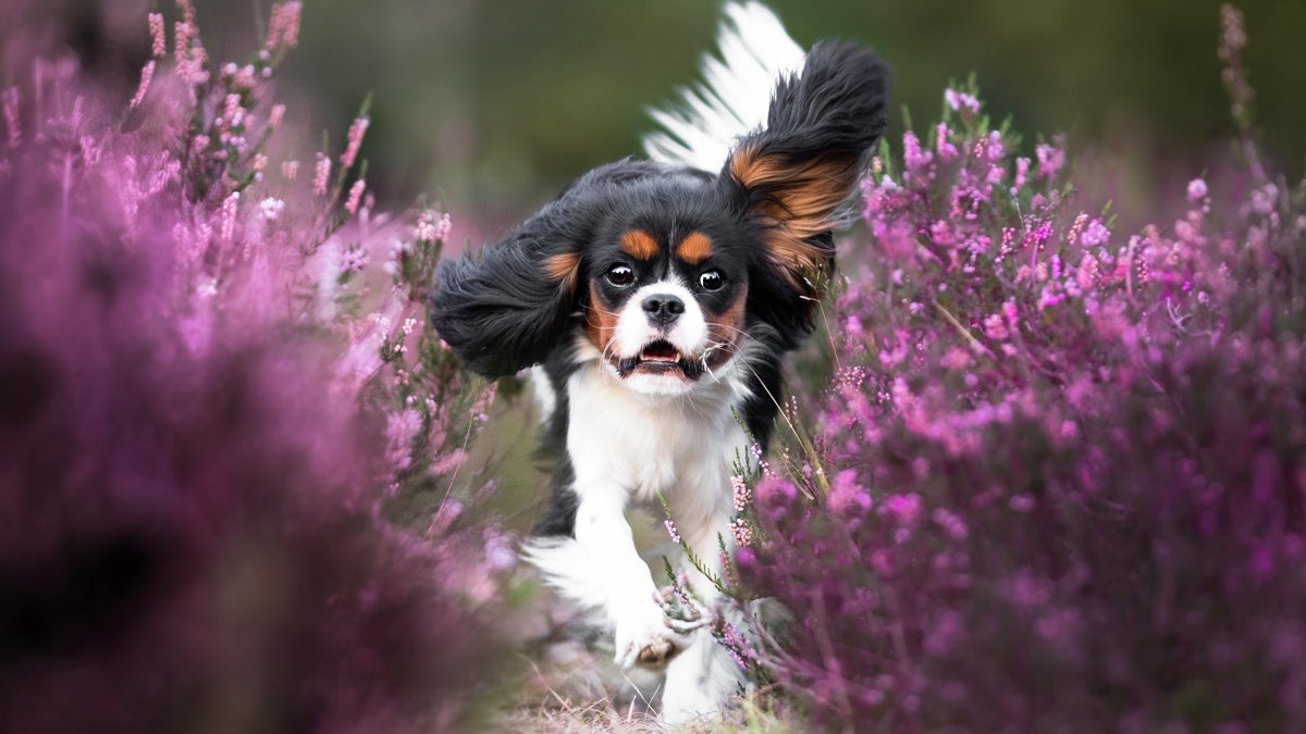 Кавалер Кинг Чарльз спаниель бежит