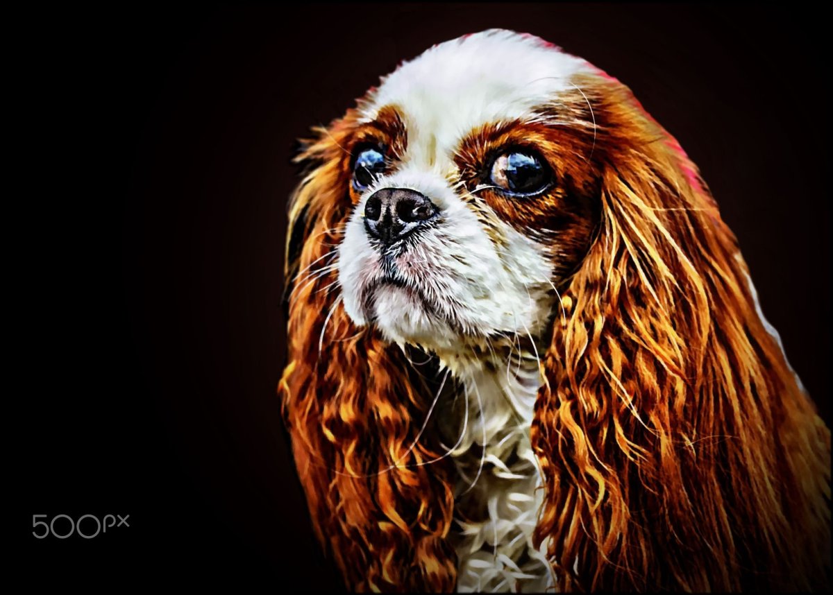 Груминг кавалер Кинг Чарльз спаниель