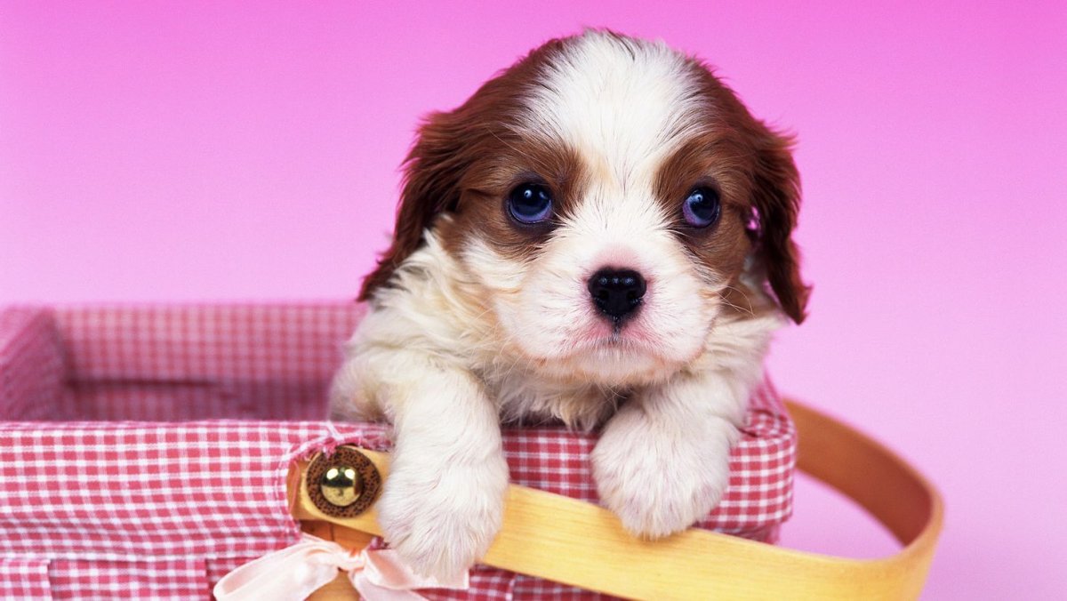 Кинг Чарльз спаниель черный