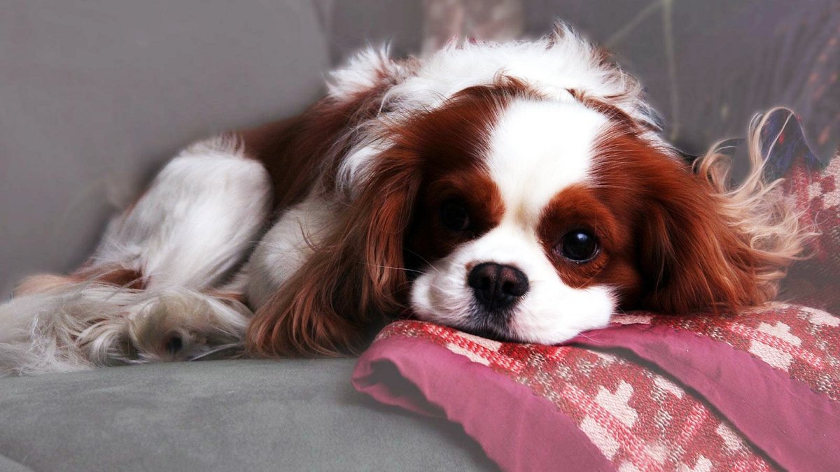 Кинг-Чарльз-спаниель щенки милые