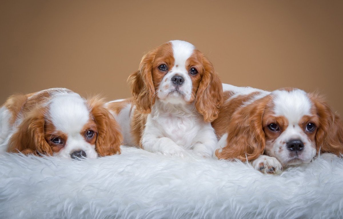 Кавалер кинчарс спаниель