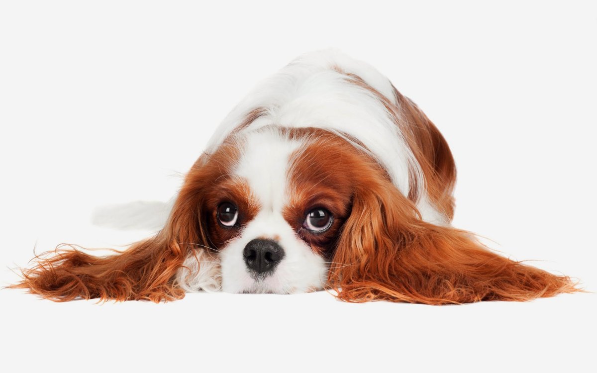 Кавалер Кинг Чарльз спаниель