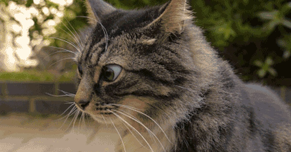 Кот gif