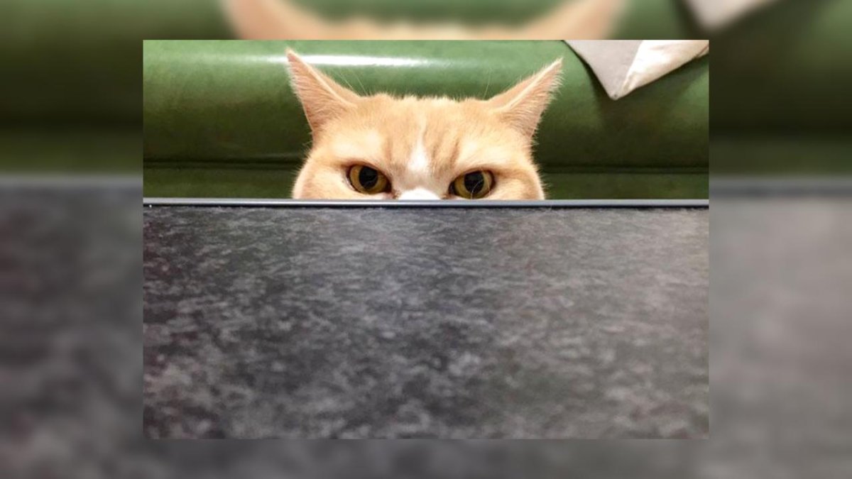 Сердитый кот Коюки