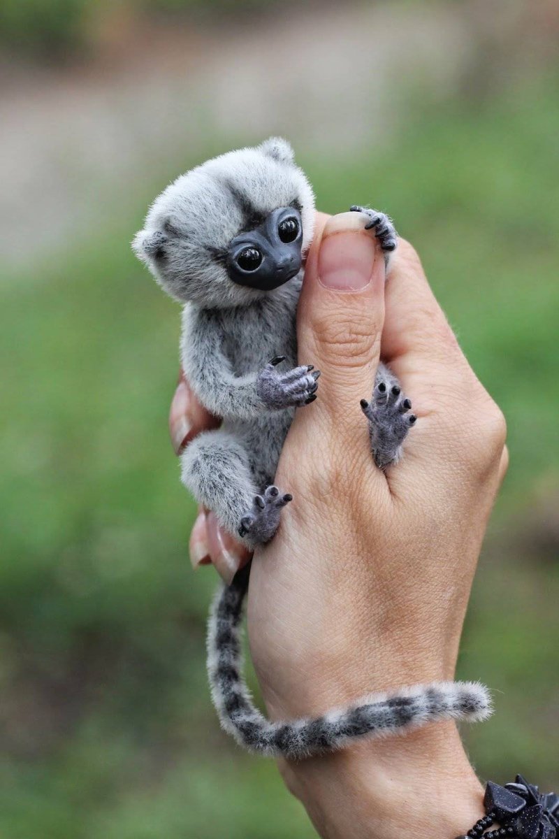 Карликовый ИГРУНОК