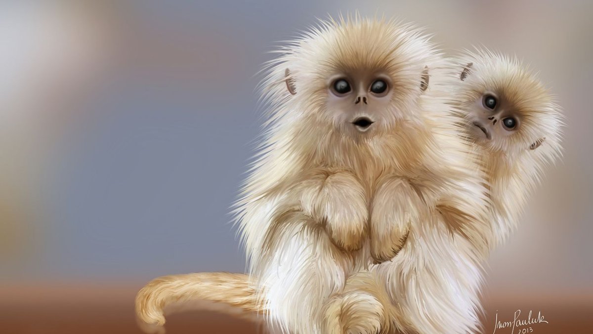 Маленькая пушистая обезьяна