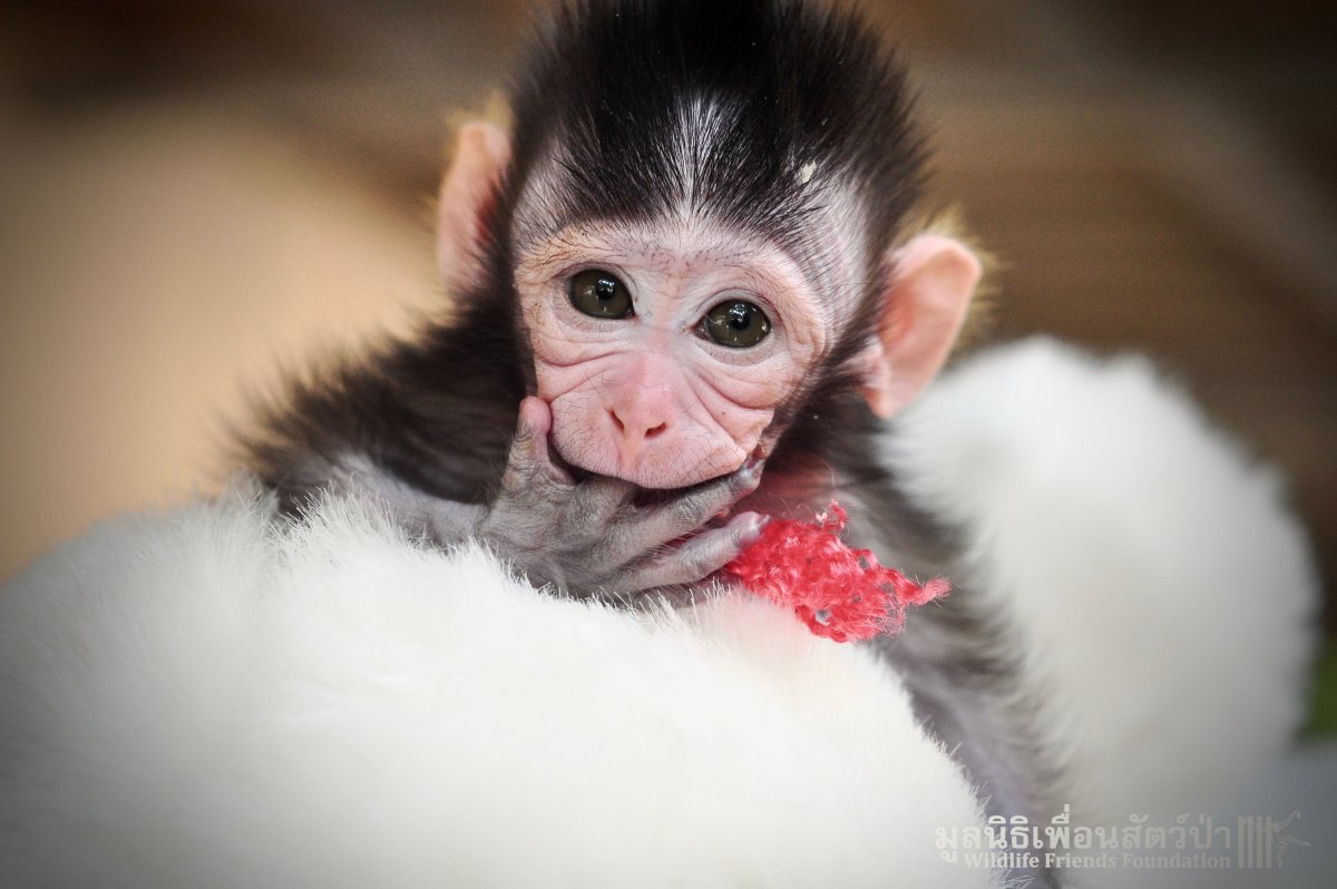 Накрашенная обезьяна