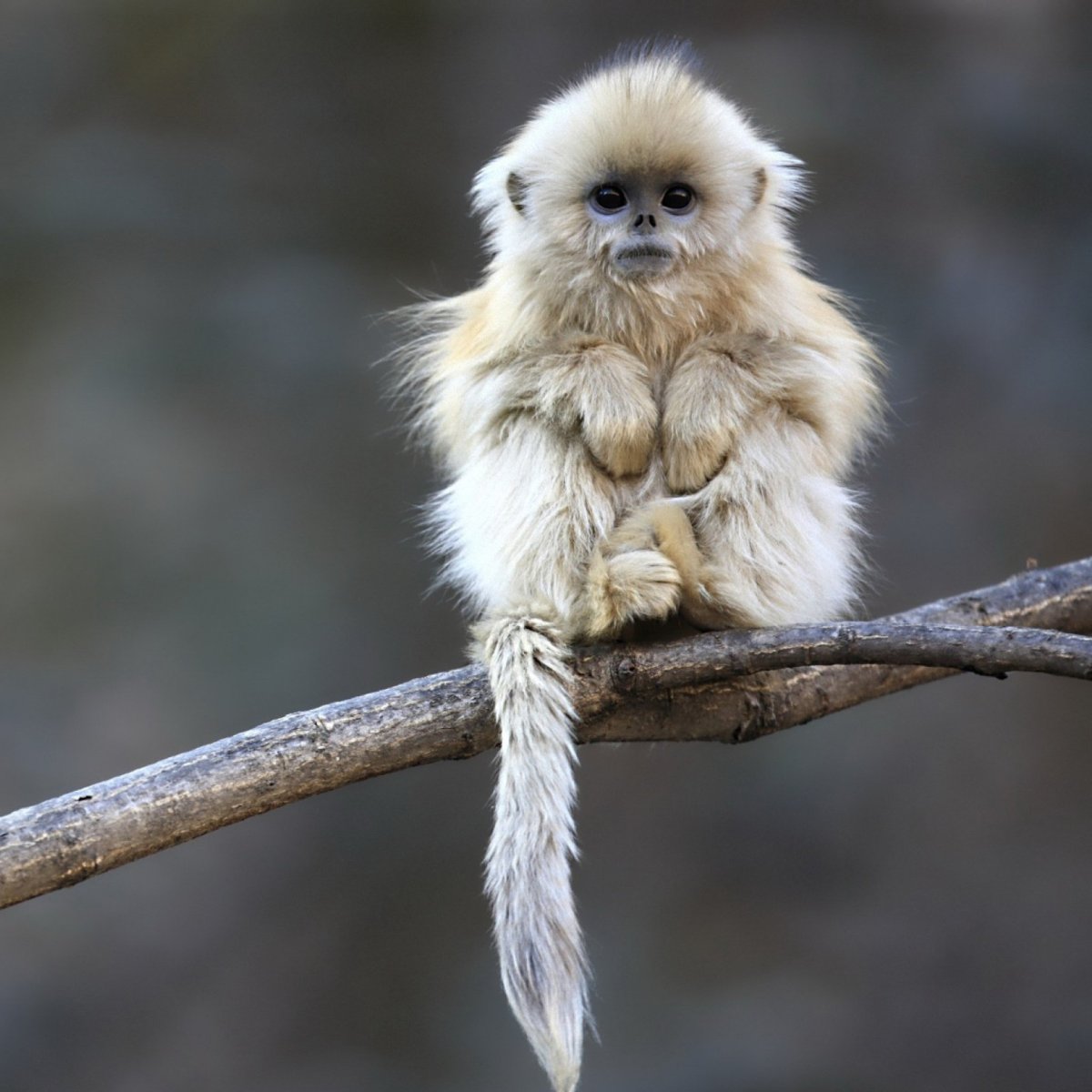 Пушистая обезьяна