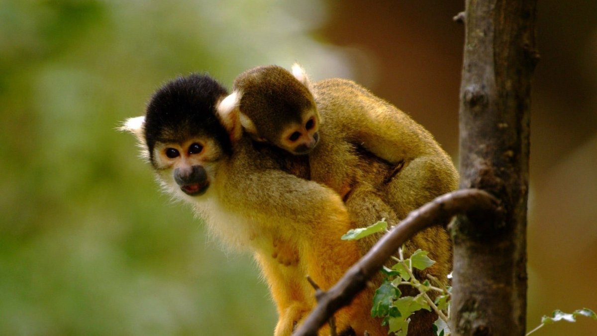 Саймири обезьяна маленькая