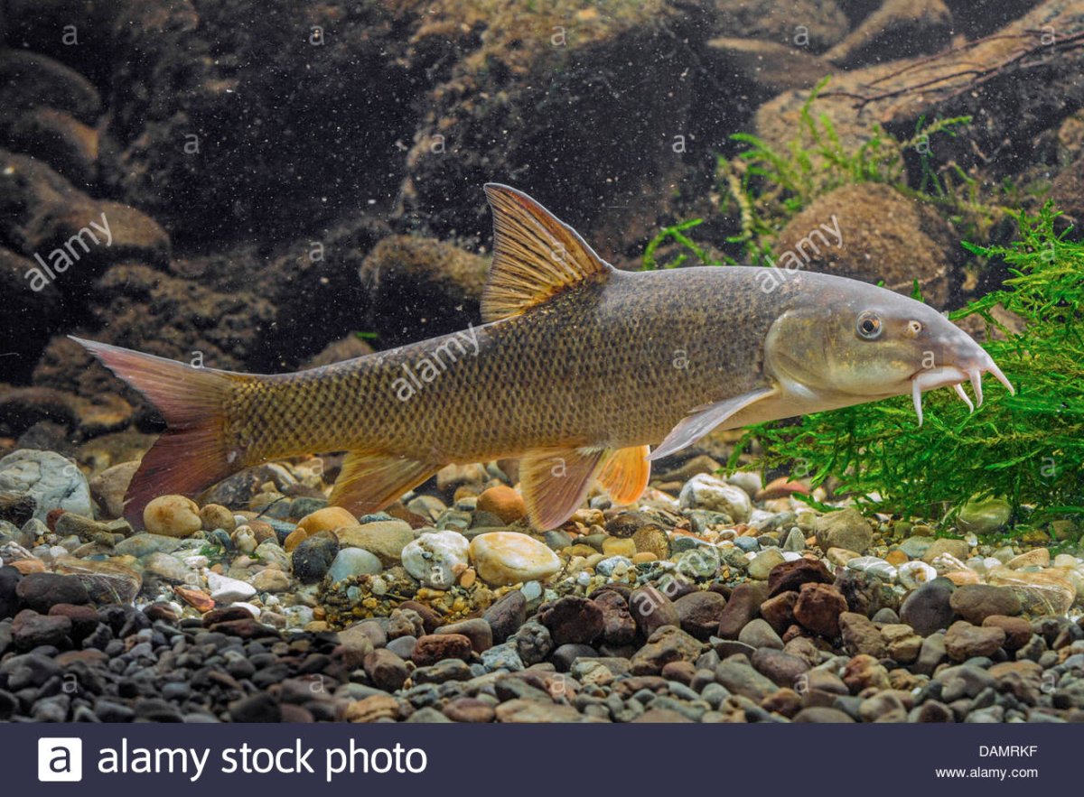 Рыба Марена усач