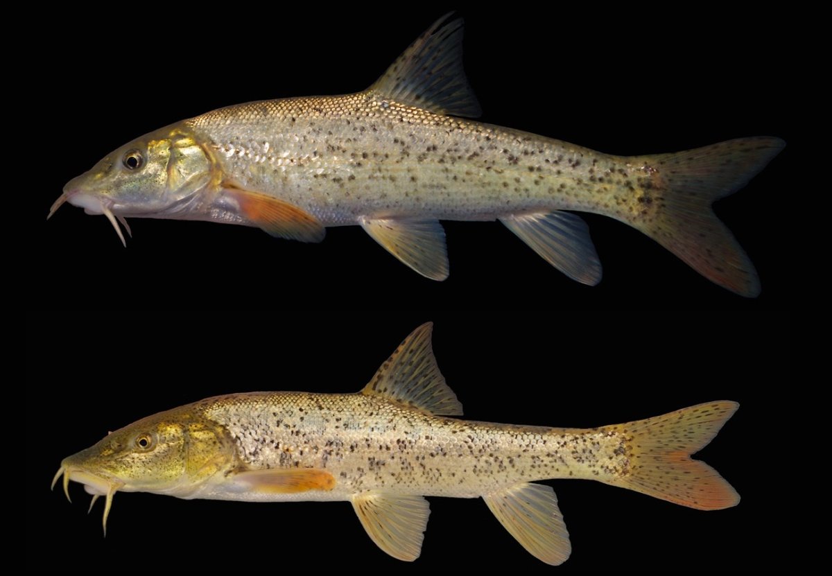 Мирон усач рыба