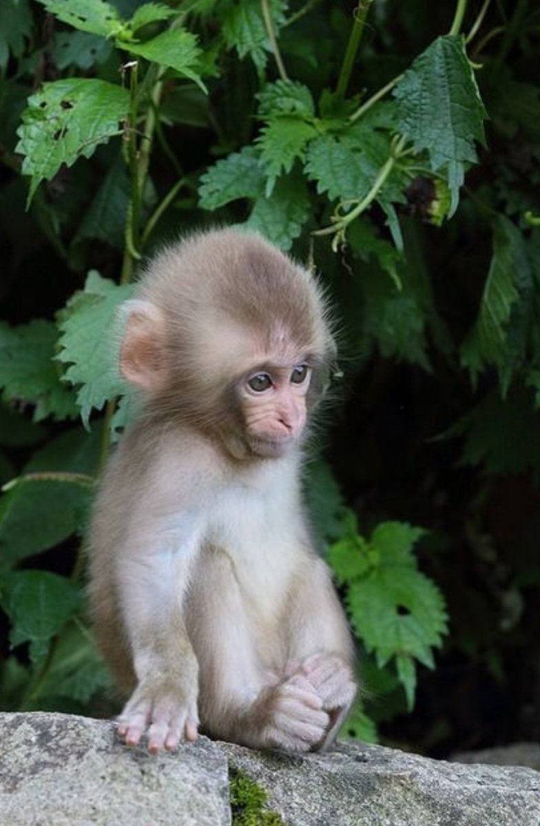 Макака резус детеныш