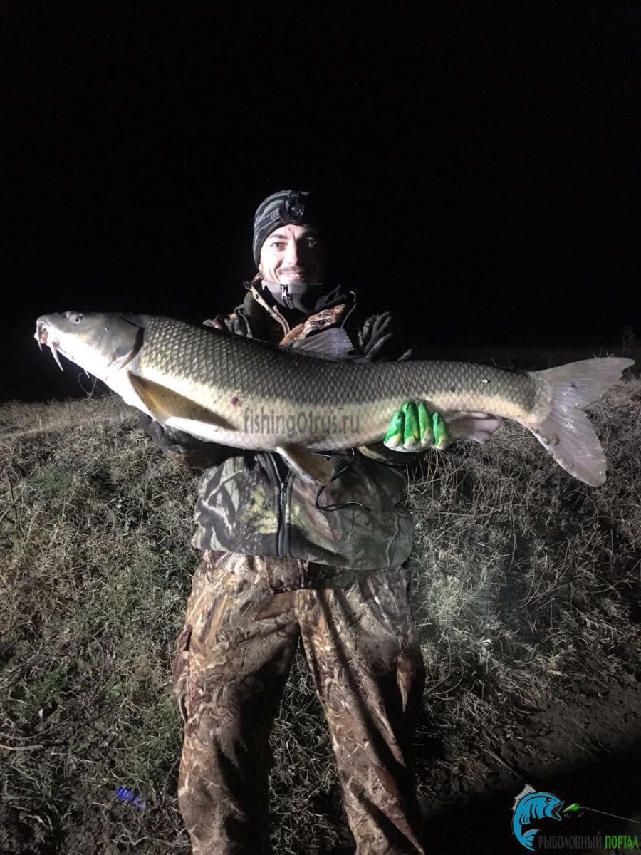 Лосось Онежского озера