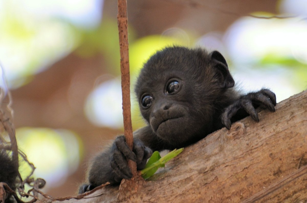 Маленькая обезьяна