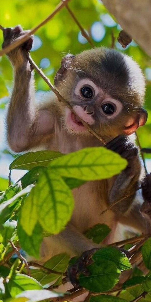 Красивая обезьяна