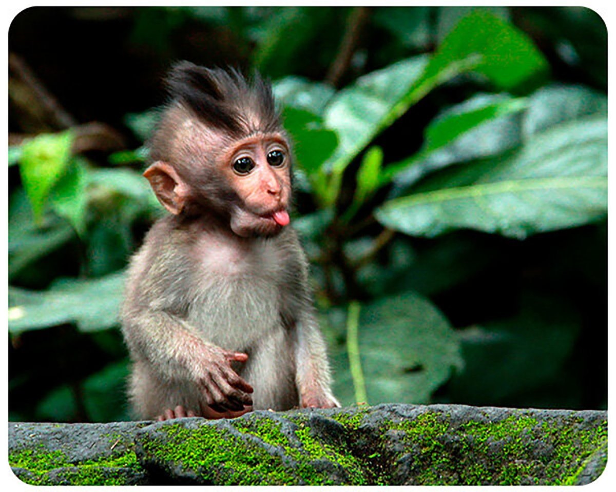 Милые обезьяны