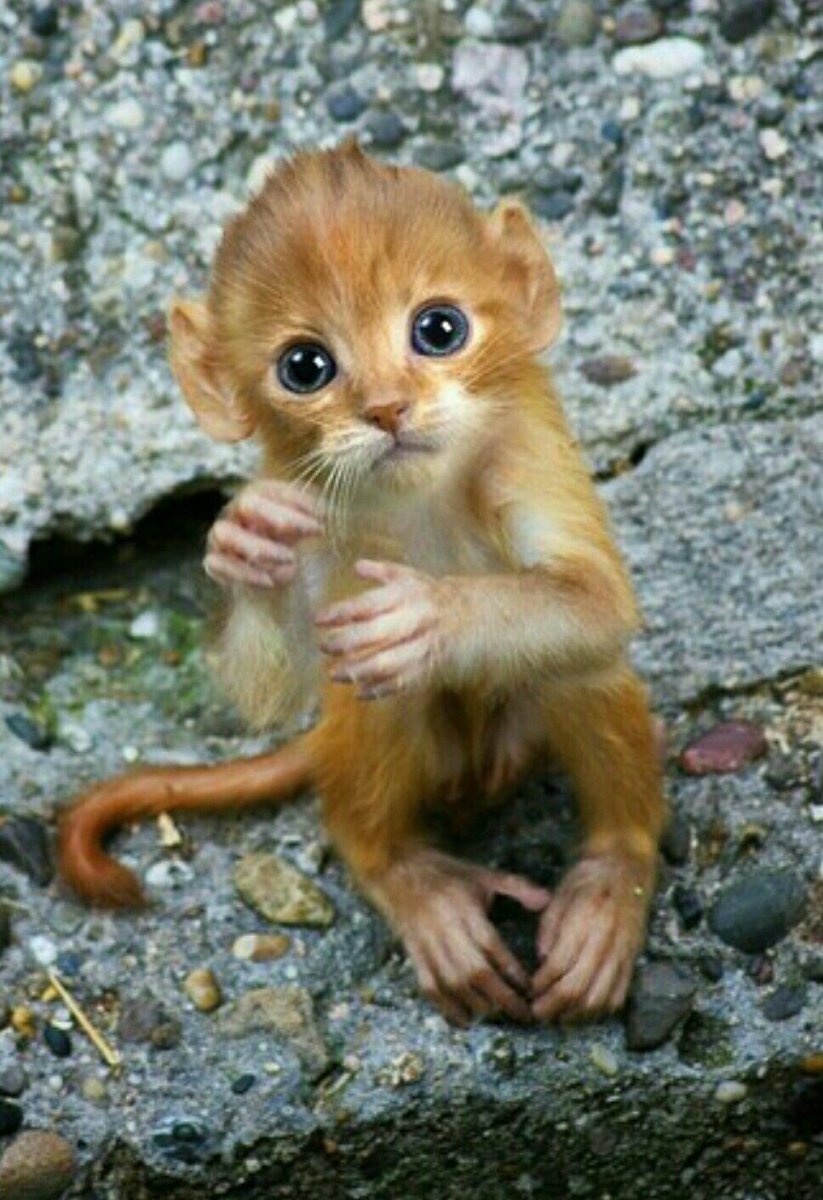 Маленькие животные