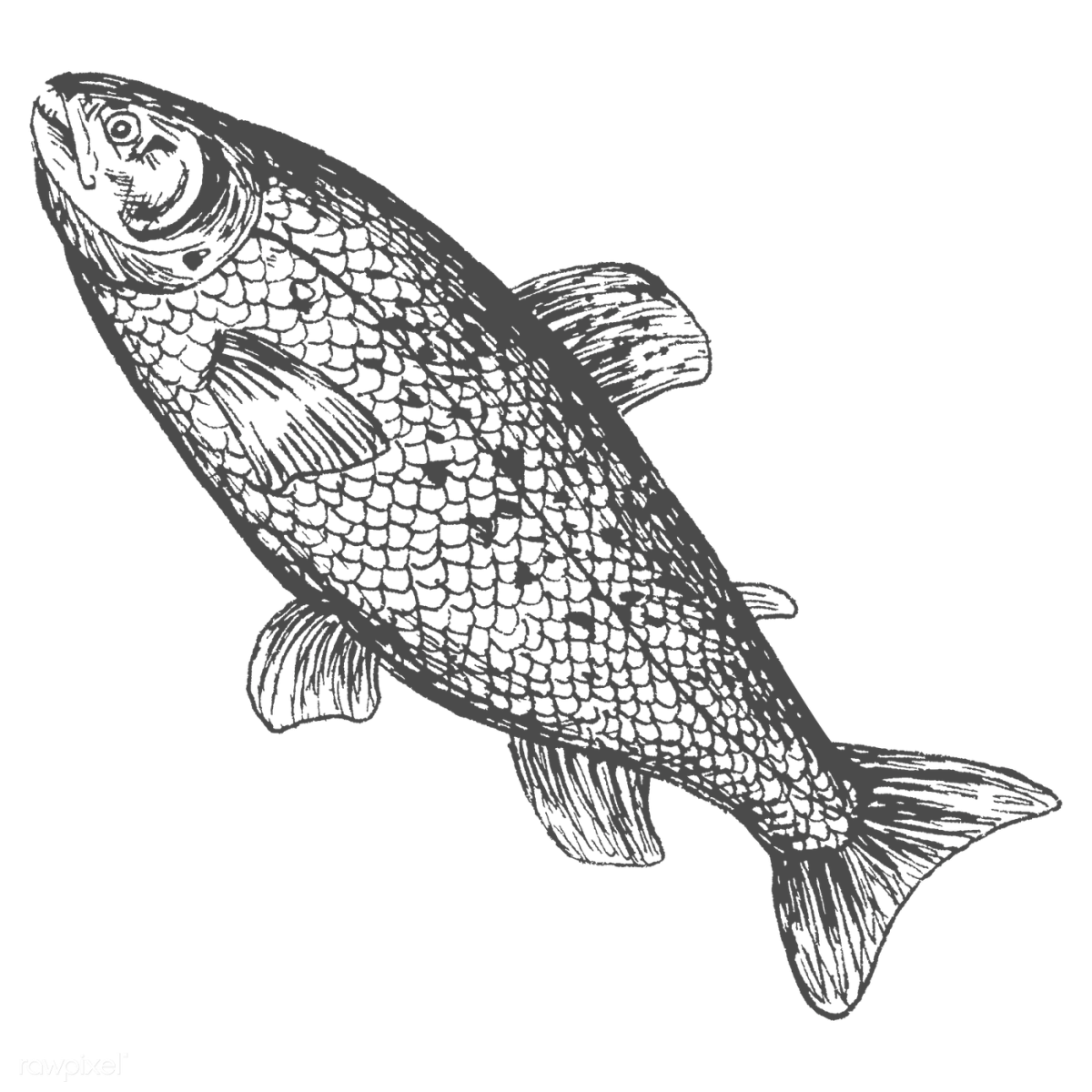 Хищные Пресноводные рыбы