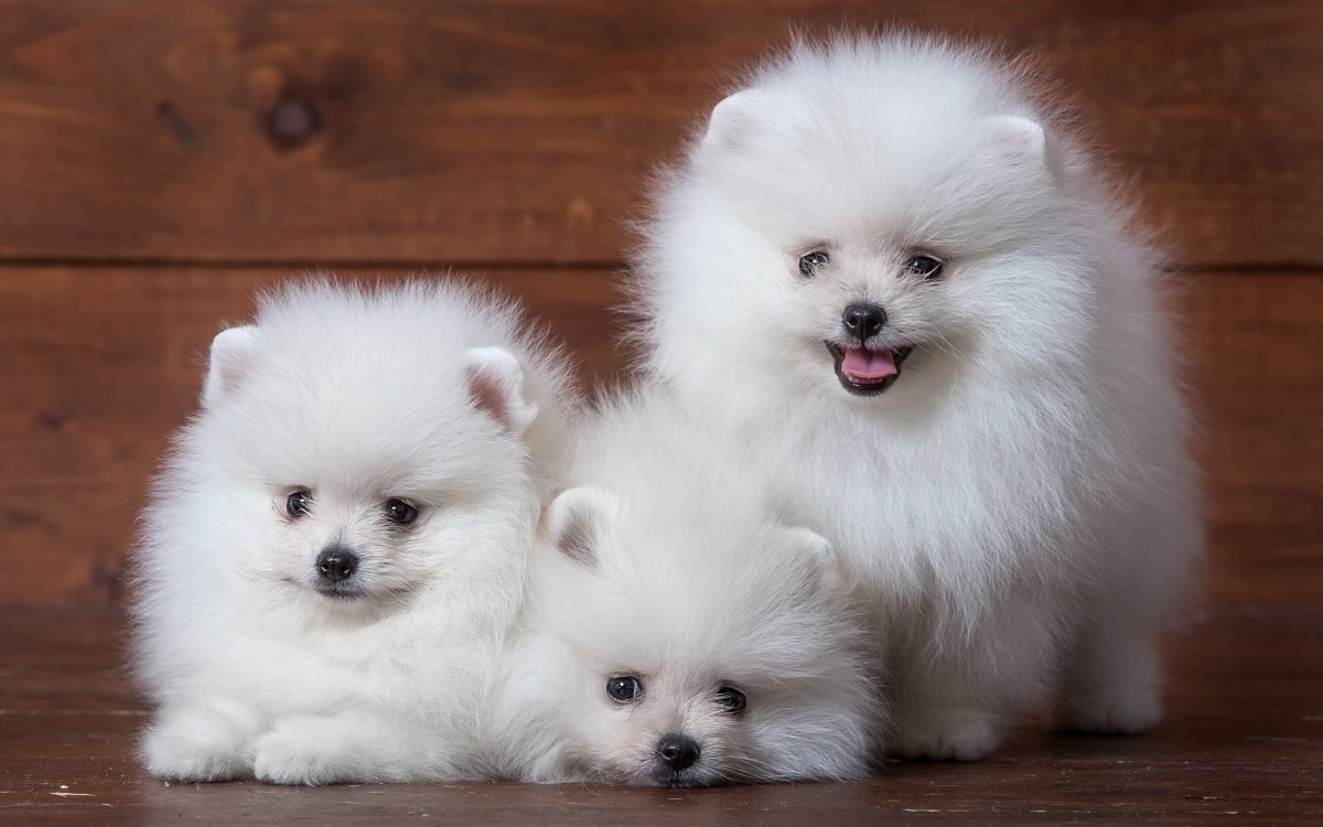 Милые собаки маленькие пушистые