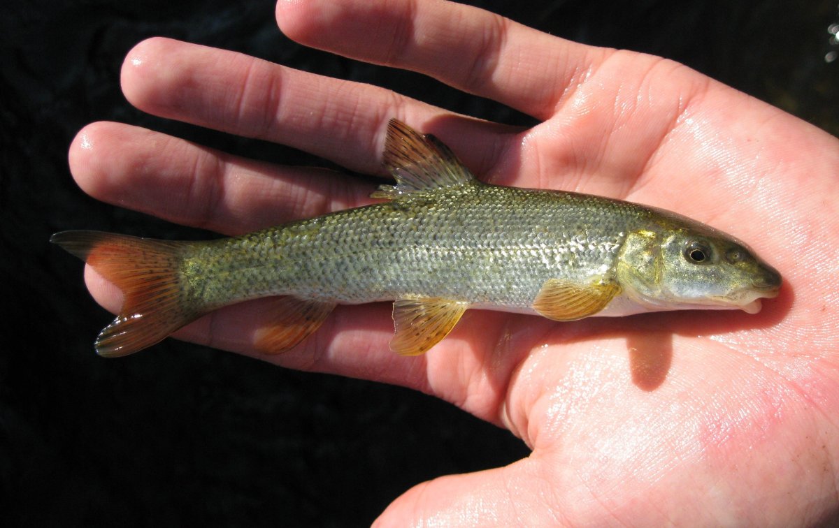 Рыба Марена усач